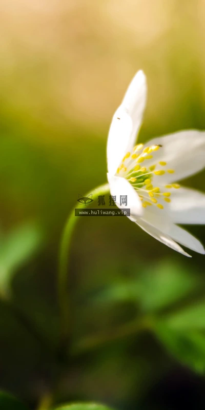 【11955】植物壁纸  4K 超清壁纸3840_2400@青蛙壁纸-笨猫小站