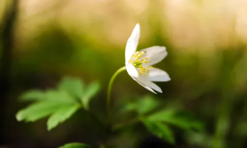 【11955】植物壁纸  4K 超清壁纸3840_2400@青蛙壁纸-笨猫小站