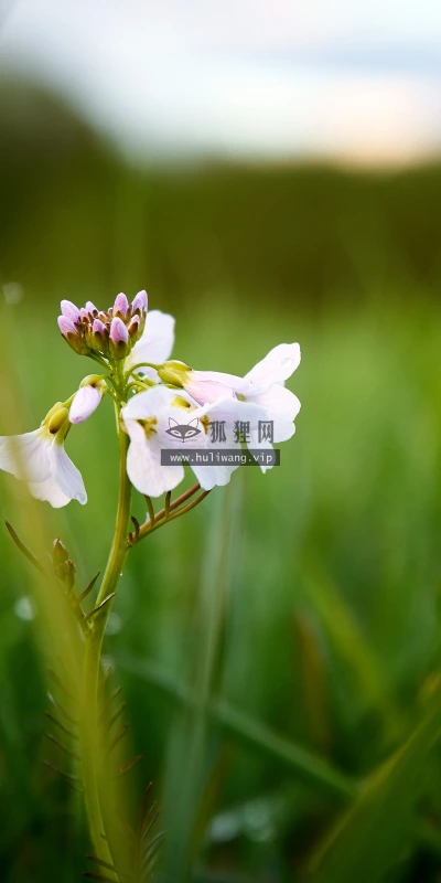 【11956】植物壁纸  4K 超清壁纸3840_2400@青蛙壁纸-笨猫小站