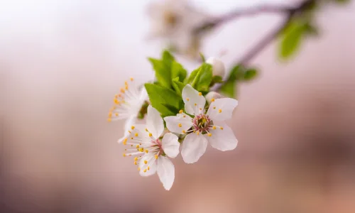 【11957】植物壁纸  4K 超清壁纸3840_2400@青蛙壁纸-笨猫小站