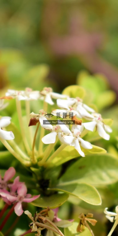 【11958】植物壁纸  4K 超清壁纸3840_2400@青蛙壁纸-笨猫小站