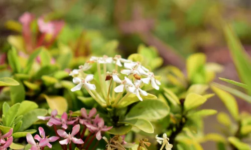 【11958】植物壁纸  4K 超清壁纸3840_2400@青蛙壁纸-笨猫小站