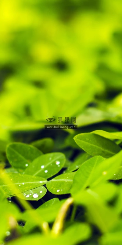 【11959】植物壁纸  4K 超清壁纸3840_2400@青蛙壁纸-笨猫小站