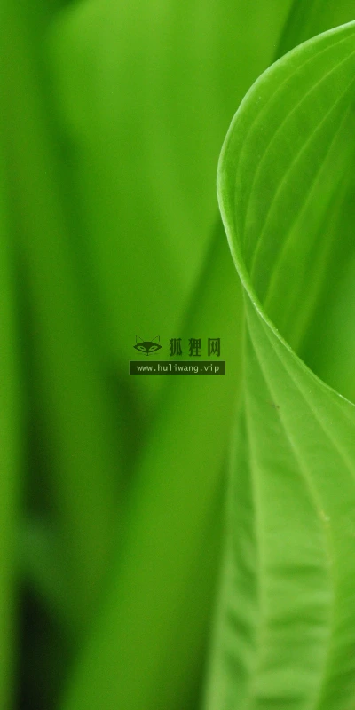 【11960】植物壁纸  4K 超清壁纸3840_2400@青蛙壁纸-笨猫小站