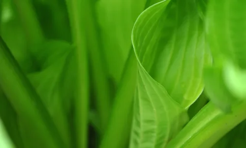 【11960】植物壁纸  4K 超清壁纸3840_2400@青蛙壁纸-笨猫小站