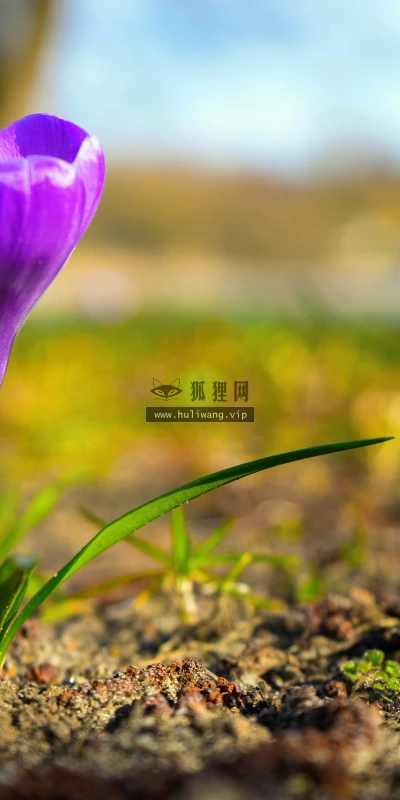 【11961】植物壁纸  4K 超清壁纸3840_2400@青蛙壁纸-笨猫小站