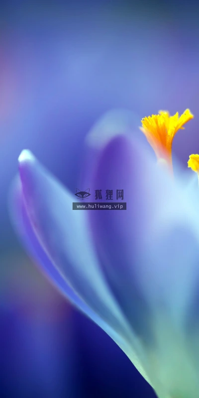 【11964】植物壁纸  4K 超清壁纸3840_2400@青蛙壁纸-笨猫小站