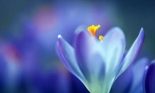 【11964】植物壁纸  4K 超清壁纸3840_2400@青蛙壁纸-笨猫小站