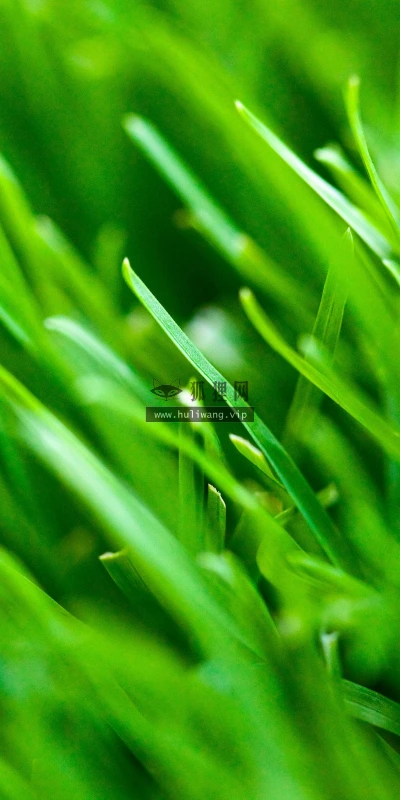 【11965】植物壁纸  4K 超清壁纸3840_2400@青蛙壁纸-笨猫小站