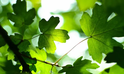【11966】植物壁纸  4K 超清壁纸3840_2400@青蛙壁纸-笨猫小站