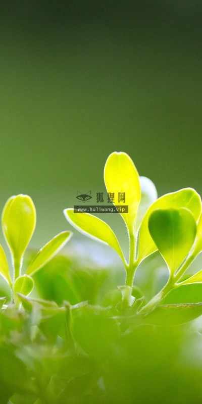 【11967】植物壁纸  4K 超清壁纸3840_2400@青蛙壁纸-笨猫小站