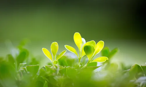 【11967】植物壁纸  4K 超清壁纸3840_2400@青蛙壁纸-笨猫小站