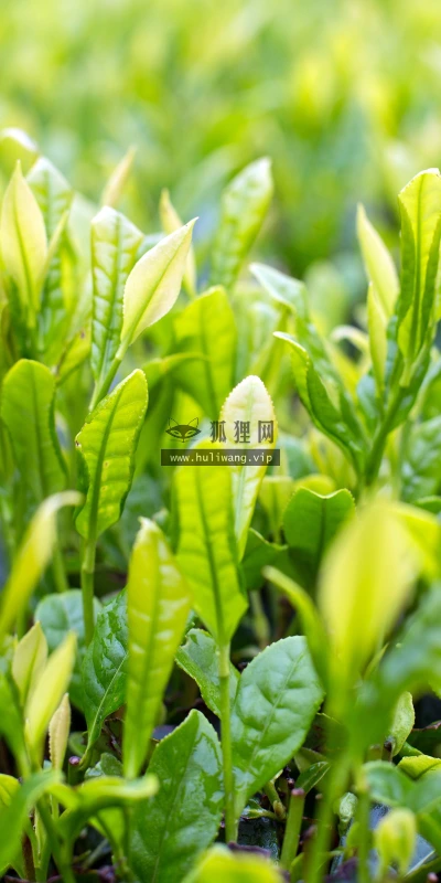 【11968】植物壁纸  4K 超清壁纸3840_2400@青蛙壁纸-笨猫小站