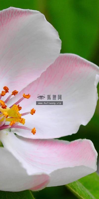【11969】植物壁纸  4K 超清壁纸3840_2400@青蛙壁纸-笨猫小站