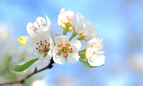 【11970】植物壁纸  4K 超清壁纸3840_2400@青蛙壁纸-笨猫小站