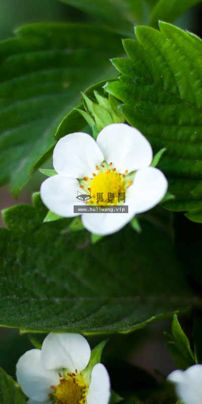 【11972】植物壁纸  4K 超清壁纸3840_2400@青蛙壁纸-笨猫小站