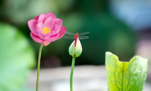 【11973】植物壁纸  4K 超清壁纸3840_2400@青蛙壁纸-笨猫小站