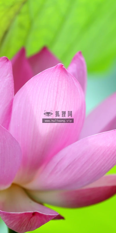 【11974】植物壁纸  4K 超清壁纸3840_2400@青蛙壁纸-笨猫小站