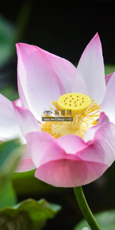 【11975】植物壁纸  4K 超清壁纸3840_2400@青蛙壁纸-笨猫小站