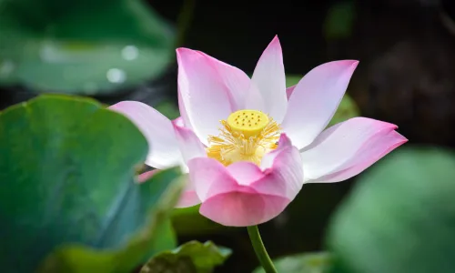 【11975】植物壁纸  4K 超清壁纸3840_2400@青蛙壁纸-笨猫小站