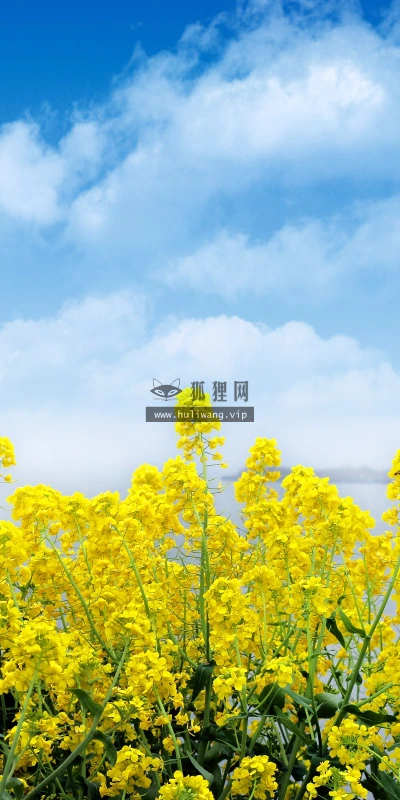 【11977】植物壁纸  4K 超清壁纸3840_2400@青蛙壁纸-笨猫小站
