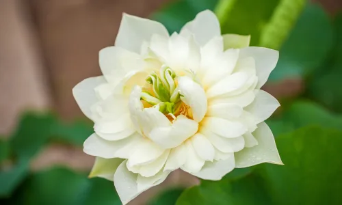【11979】植物壁纸  4K 超清壁纸3840_2400@青蛙壁纸-笨猫小站