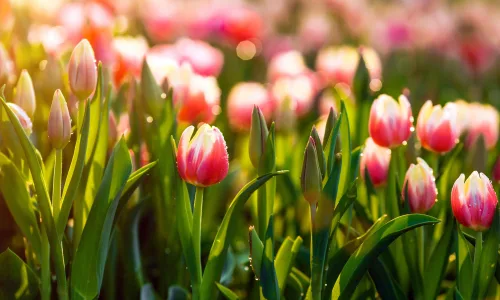 【11980】植物壁纸  4K 超清壁纸3840_2400@青蛙壁纸-笨猫小站