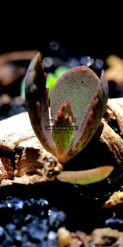 【11981】植物壁纸  4K 超清壁纸3840_2400@青蛙壁纸-笨猫小站