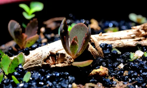 【11981】植物壁纸  4K 超清壁纸3840_2400@青蛙壁纸-笨猫小站
