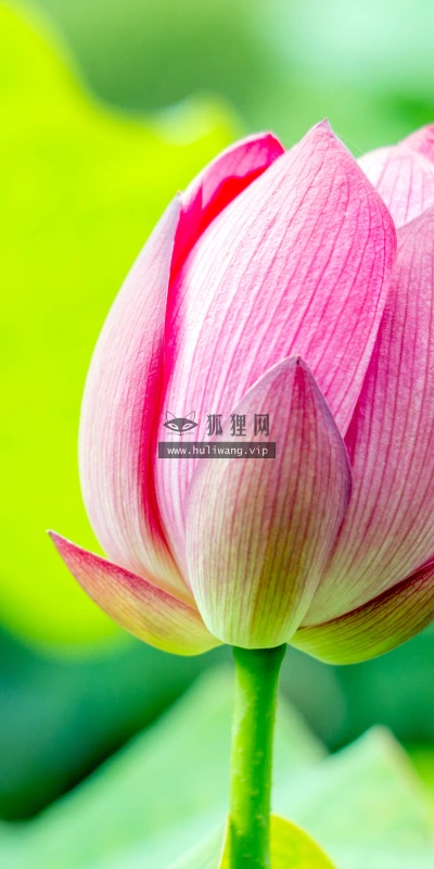 【11983】植物壁纸  4K 超清壁纸3840_2400@青蛙壁纸-笨猫小站