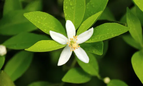 【11984】植物壁纸  4K 超清壁纸3840_2400@青蛙壁纸-笨猫小站
