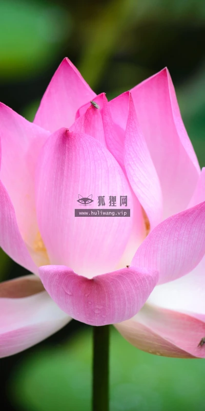 【11985】植物壁纸  4K 超清壁纸3840_2400@青蛙壁纸-笨猫小站