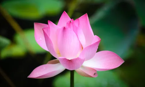 【11985】植物壁纸  4K 超清壁纸3840_2400@青蛙壁纸-笨猫小站