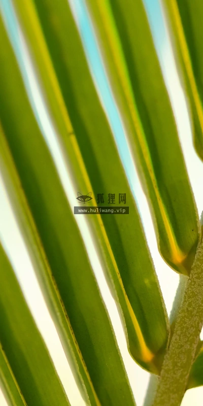 【11986】植物壁纸  4K 超清壁纸3840_2400@青蛙壁纸-笨猫小站