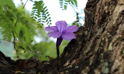 【11988】植物壁纸  4K 超清壁纸3840_2400@青蛙壁纸-笨猫小站