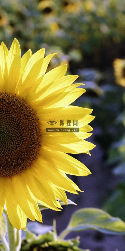 【11990】植物壁纸  4K 超清壁纸3840_2400@青蛙壁纸-笨猫小站