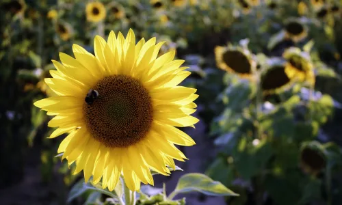 【11990】植物壁纸  4K 超清壁纸3840_2400@青蛙壁纸-笨猫小站