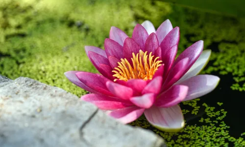 【11991】植物壁纸  4K 超清壁纸3840_2400@青蛙壁纸-笨猫小站