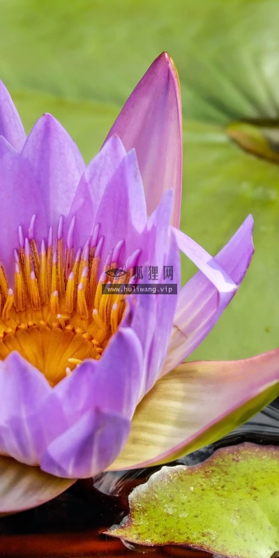 【11992】植物壁纸  4K 超清壁纸3840_2400@青蛙壁纸-笨猫小站