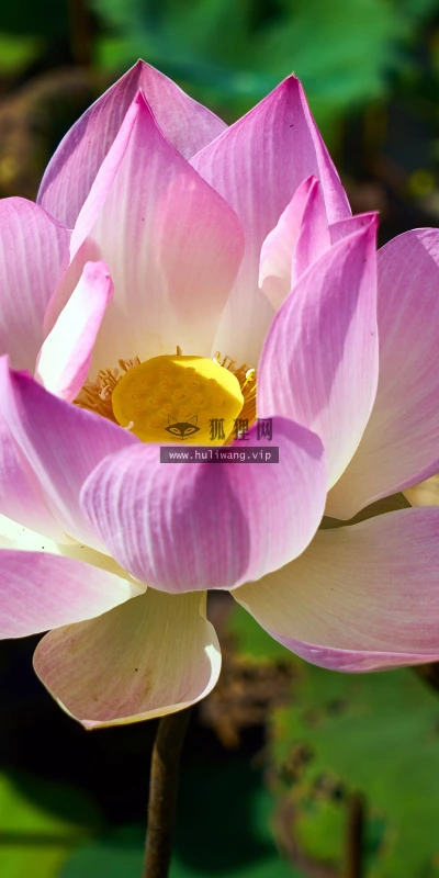 【11993】植物壁纸  4K 超清壁纸3840_2400@青蛙壁纸-笨猫小站