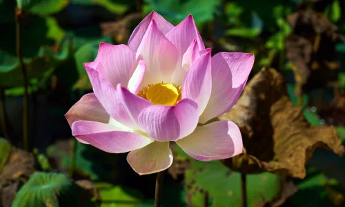 【11993】植物壁纸  4K 超清壁纸3840_2400@青蛙壁纸-笨猫小站