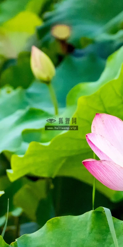 【11994】植物壁纸  4K 超清壁纸3840_2400@青蛙壁纸-笨猫小站