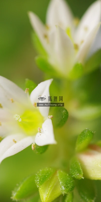 【11995】植物壁纸  4K 超清壁纸3840_2400@青蛙壁纸-笨猫小站