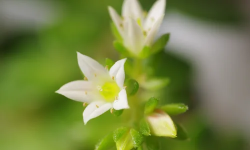 【11995】植物壁纸  4K 超清壁纸3840_2400@青蛙壁纸-笨猫小站