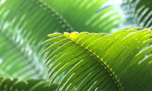 【11996】植物壁纸  4K 超清壁纸3840_2400@青蛙壁纸-笨猫小站