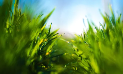 【11997】植物壁纸  4K 超清壁纸3840_2400@青蛙壁纸-笨猫小站