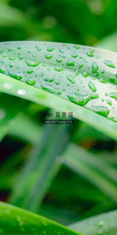 【11998】植物壁纸  4K 超清壁纸3840_2400@青蛙壁纸-笨猫小站
