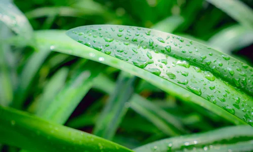 【11998】植物壁纸  4K 超清壁纸3840_2400@青蛙壁纸-笨猫小站