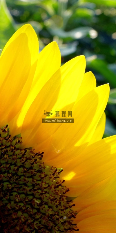 【11999】植物壁纸  4K 超清壁纸3840_2400@青蛙壁纸-笨猫小站