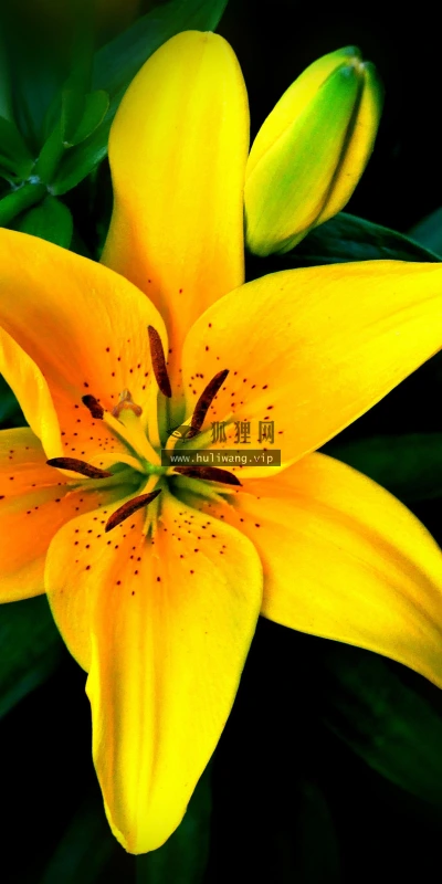 【12000】植物壁纸  4K 超清壁纸3840_2400@青蛙壁纸-笨猫小站